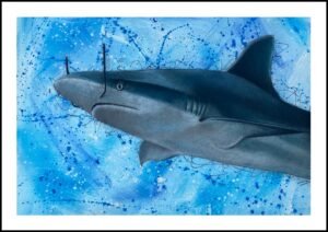 Salvador Sharky Print By Anne Bardsley